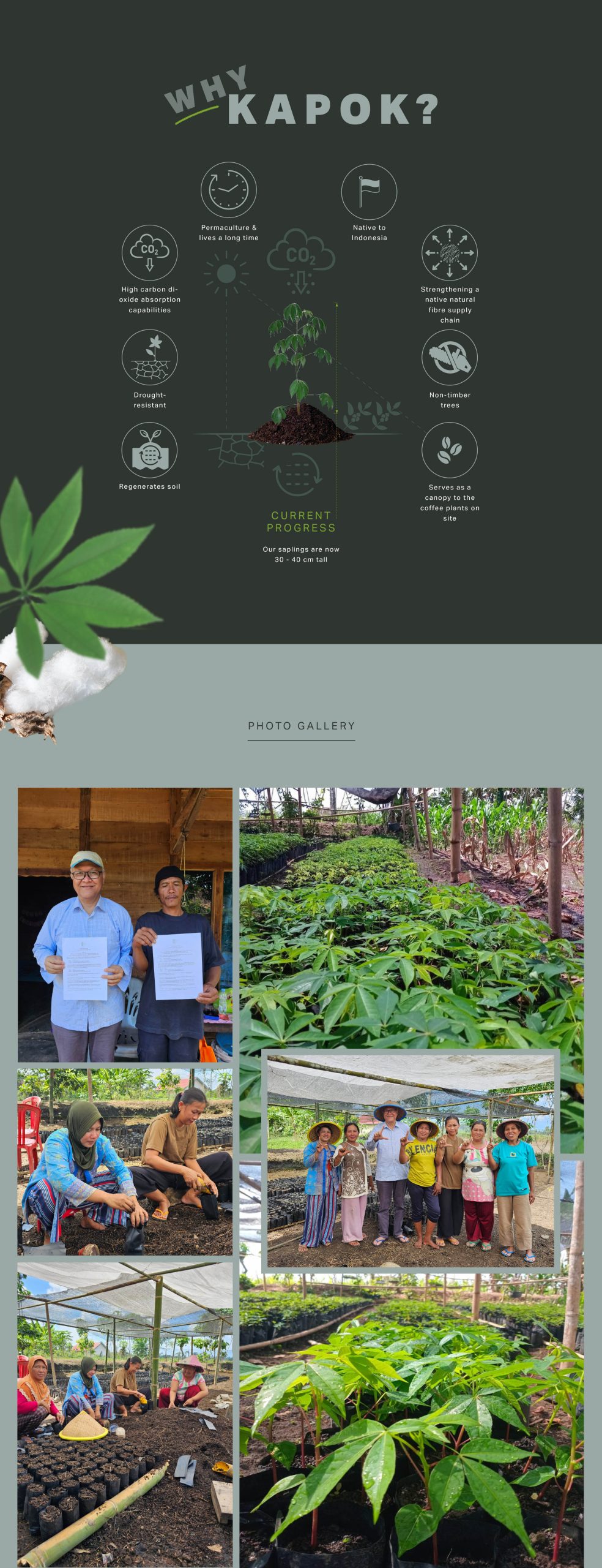 Kapok plantation-02